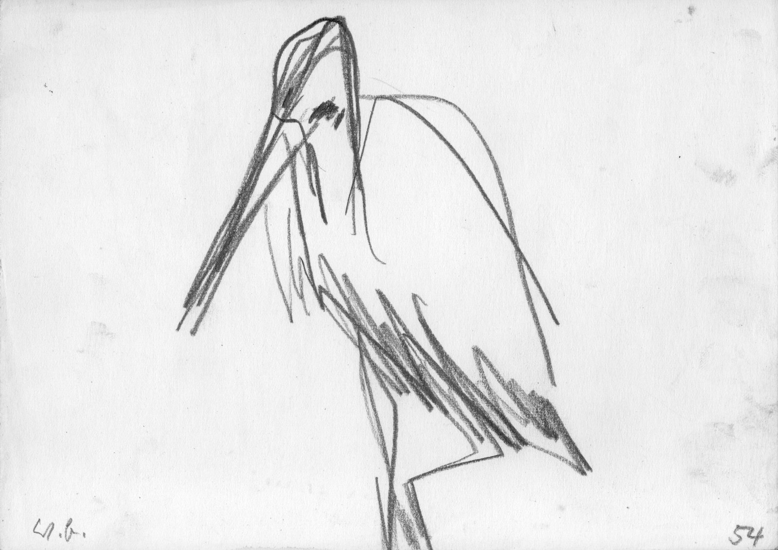 Storch