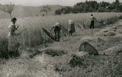 Rutarhof Feldarbeit