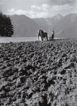 Rutarhof, Pflügen, um 1956