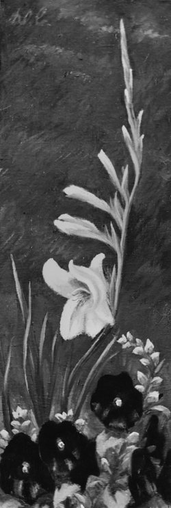 Aufbluehende Gladiole