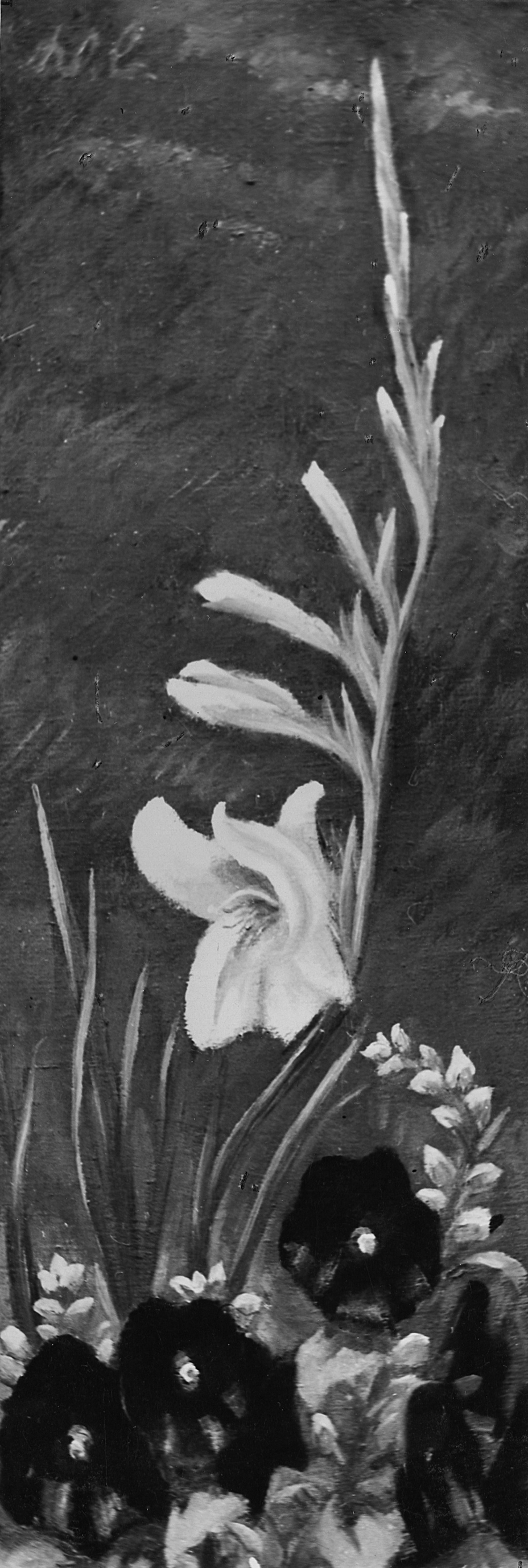 Aufbluehende Gladiole